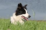 BORDER COLLIE 719
